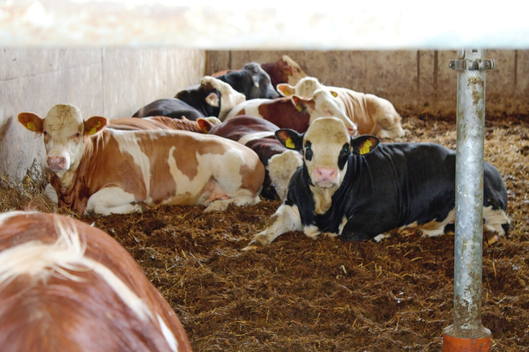 Der Rindfleischmarkt 2025 war durch eine hohe Nachfrage nach hochwertigem Fleisch gepr�gt. Die Erzeugergemeinschaft f�r Schlachtvieh Allg�u w.V. Kaufbeuren und die EG-Weilheim wollen ihre K�he, Bullen und K�lber k�nftig gemeinsam vermarkten. 