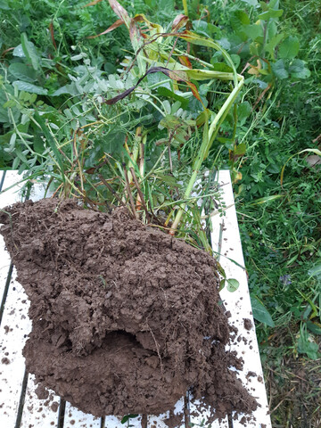 Dieser Boden vom Betrieb Ebert zeigt zwischen den dichten Pflanzenwurzeln feine Kr�mel.