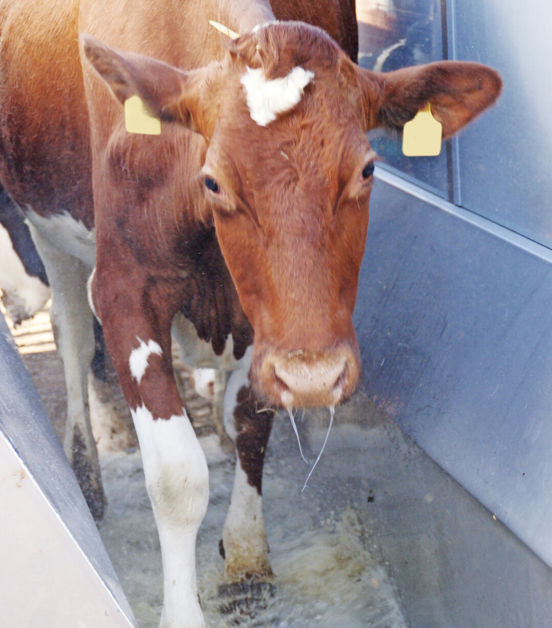 1 Das Klauenbad sollte mindestens drei Meter lang sein und sauberes Wasser enthalten.
