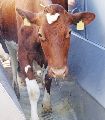 1 Das Klauenbad sollte mindestens drei Meter lang sein und sauberes Wasser enthalten.