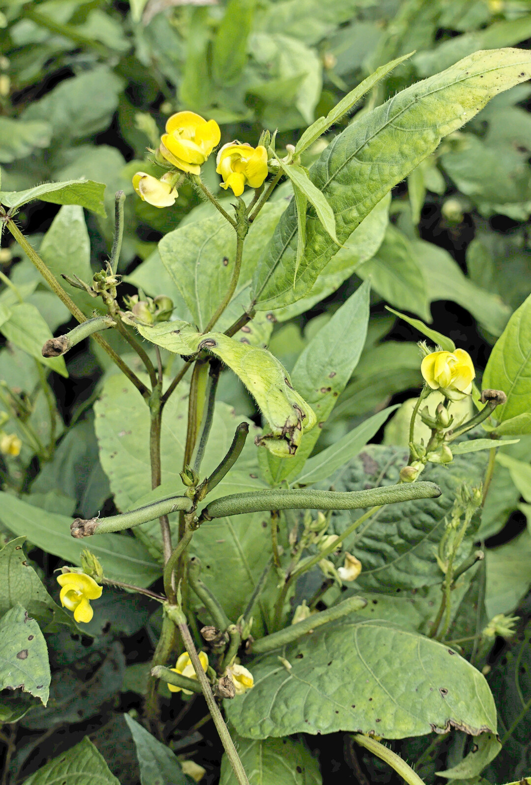 Die Urdbohne kann an warmen Standorten zu einer Erweiterung des Kulturartenspektrums beitragen.