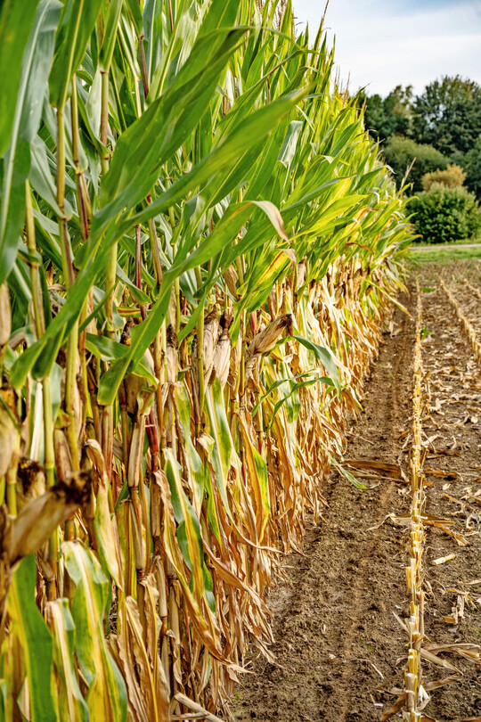 Silomaisernte 2025: Mitte Oktober waren alle Versuche im Silo.