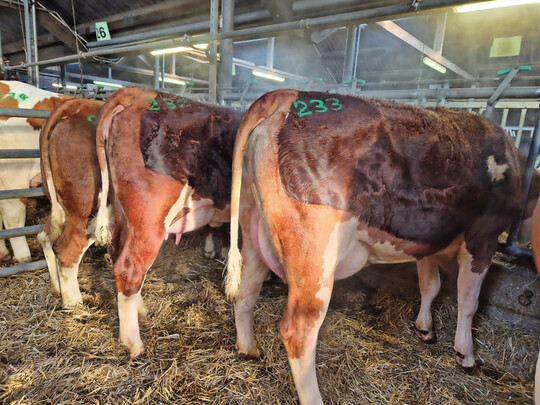 Ansprechende und leistungsstarke Fleckviehkollektion