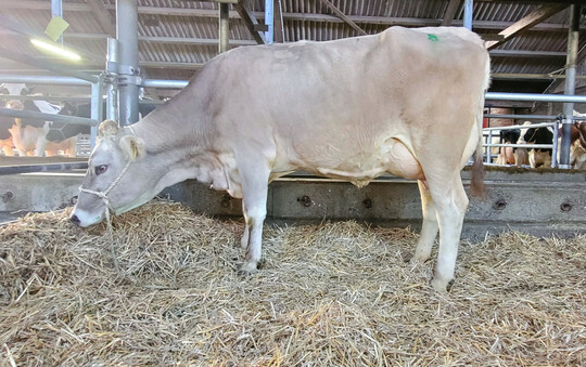 Piccard-Tochter mit 36.5 kg Milch von Michael Schmaus, Rot a. d. Rot