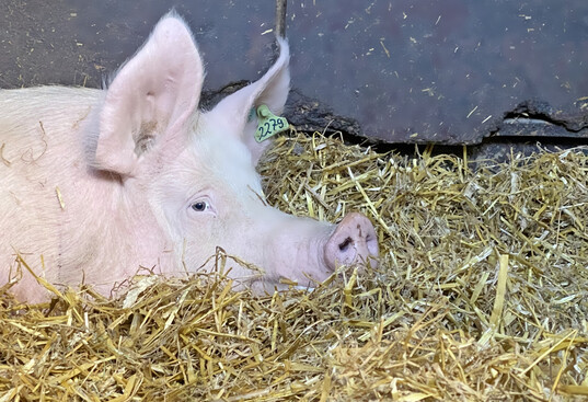 Muttersau liegt im Stroh. 