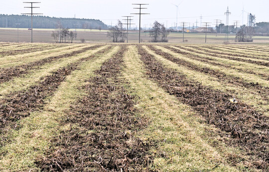 Ausfallgetreide gilt es vor der Aussaat von Sommergetreide frühzeitig und konsequent zu regulieren.