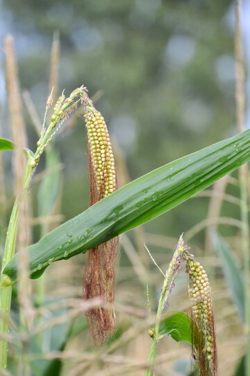 Dieses Jahr traten verstärkt Zwitterkolben an der Fahne auf.