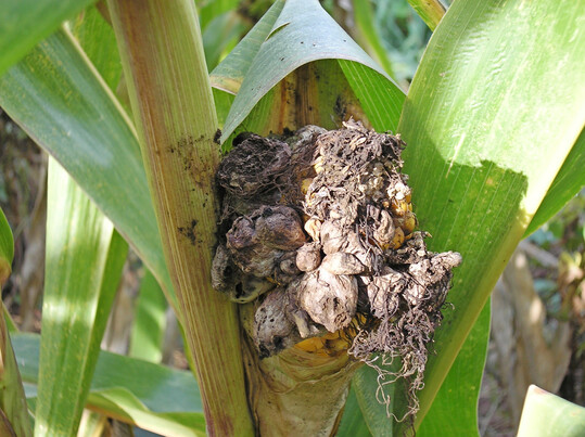 Auch Maisbeulenbrand war 2025 ein Thema.