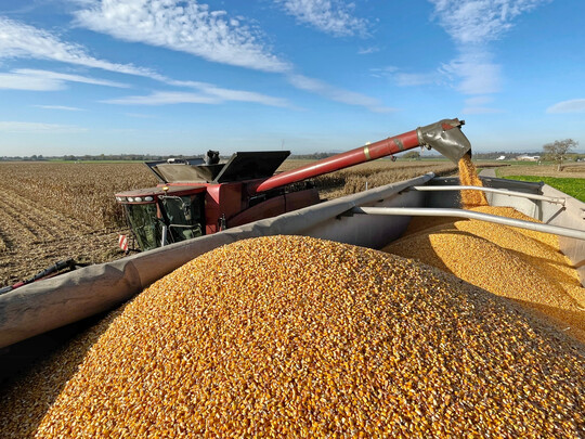 Der K�rnermais profitierte 2025 � abgesehen von der Trockenphase im Fr�hsommer - von den insgesamt g�nstigen Witterungsbedingungen, dies zeigt sich auch in den hohen Maisertr�gen der IMIR-Sortenpr�fungen.