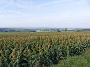 So sah der Bestand an Sorghumhirse vor der Ernte aus.