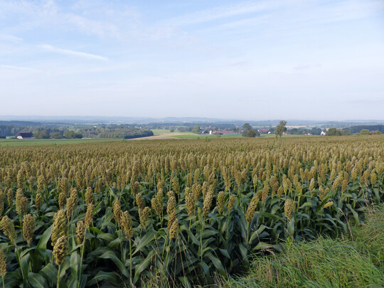 So sah der Bestand an Sorghumhirse vor der Ernte aus.