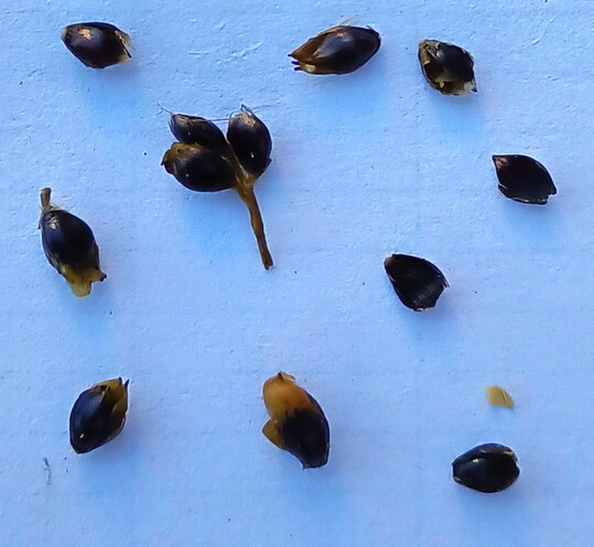 Abbildung 2: Ganze Sorghumk�rner in der Silage nach Siebung und im Kotrest nach Auswaschung weisen auf unzureichenden Kornaufschluss hin.