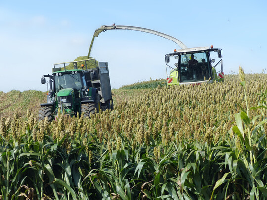 Die Ernte der Sorghumhirse erfolgte �hnlich wie die von Maispflanzen, wobei die H�cksell�nge auf 6 mm eingestellt wurde.