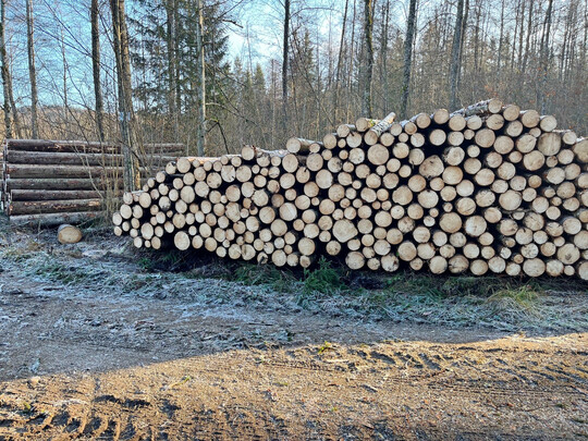 Nadelholz ist gefragt – da sind die bevorstehenden Feiertage über Weihnachten und Neujahr ein guter Zeitpunkt, um Holz zu machen, zumal es in den kommenden Tagen kälter werden soll.