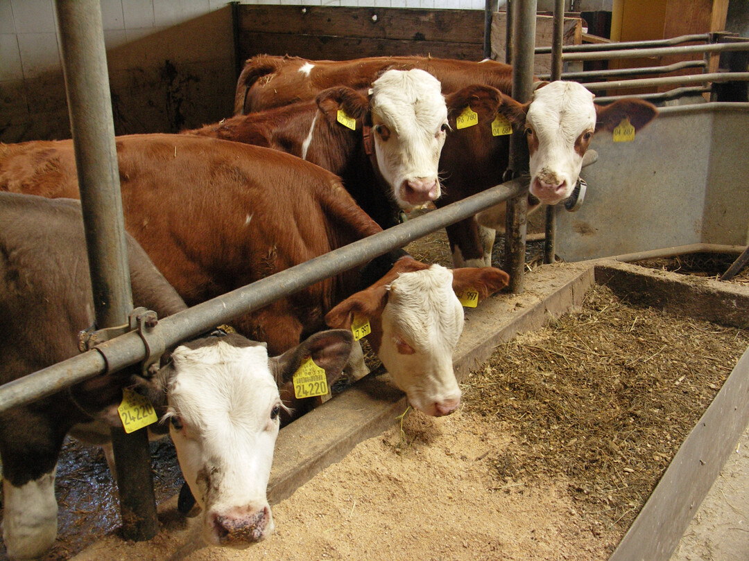 Die Zahl landwirtschaftlicher Tierhalter im S�dwesten ist erneut gesunken. Das zeigen die aktuellen Zahlen des Statistischen Landesamtes. 