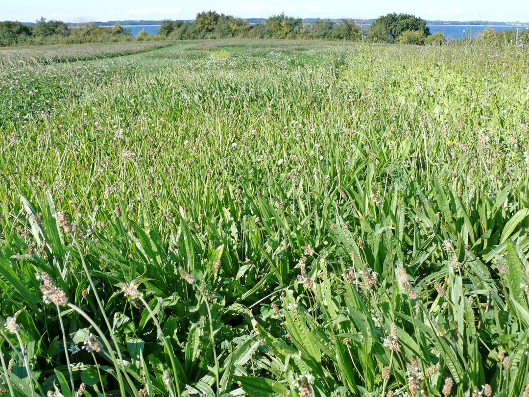 Ein Blick auf eine Versuchsfl�che des Lindhofes mit Spitzwegerich und Wei�klee im Vordergrund.