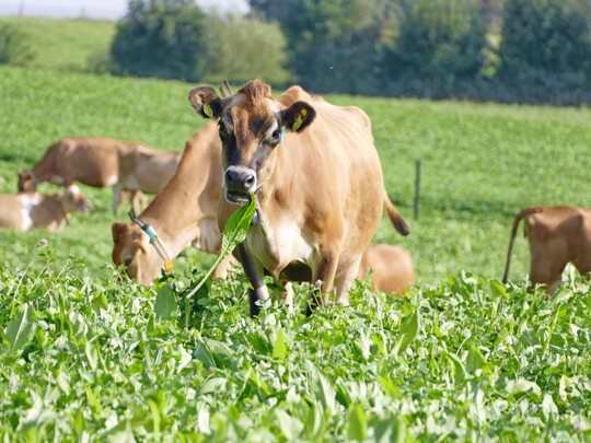 Aus guten Gr�nden stellen Vielartengemenge mit Gr�sern, Kleeartigen und Wiesenkr�utern im Sommer die Futtergrundlage der Milchk�he auf dem Versuchsbetrieb Lindhof dar.