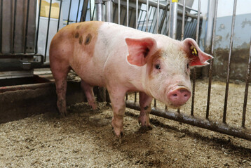 1 Die Rasse Duroc ist als Vaterrasse momentan stark gefragt.