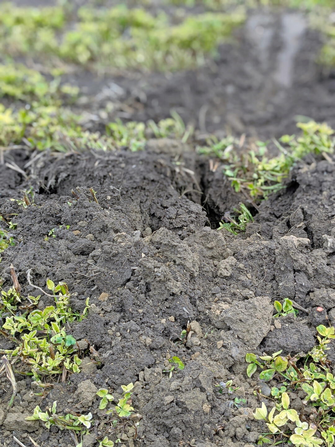 Boden aus Direktsaatsystemen zeigt eine deutliche Krümelstruktur. In der Schweiz in Zollikofen wird die Direktsaat deshalb seit 1994 mit Pflügen verglichen. Doch auch dort ist die Direktsaat trotz der unmittelbaren Nähe des Versuchs zu landwirtschaftlichen Lehreinrichtungen im Lehrplan kaum vertreten.