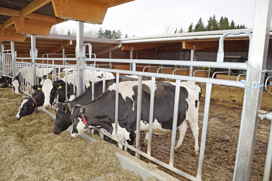 1 Hoher Kuhkomfort f�rdert Bewegung und Appetit der K�he.