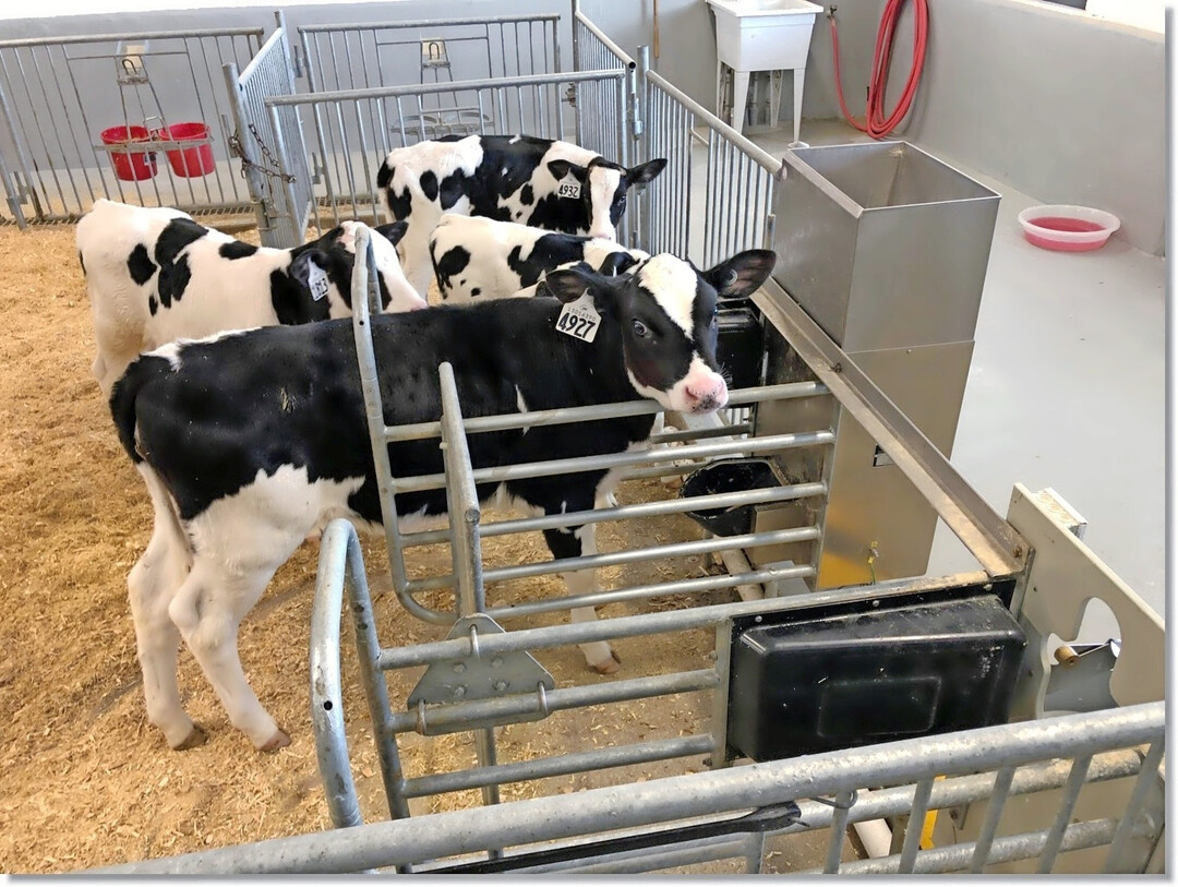 Abtr�nken mit Algorithmen: An der Uni in Guelph (Kanada) werden K�lber individuell nach ihrem Tagesbedarf an Milchtr�nke und Festfutteraufnahme entw�hnt. Dadurch erleiden sie keinen einzigen Tag einer negativen Energiebilanz und wachsen ungehindert weiter.