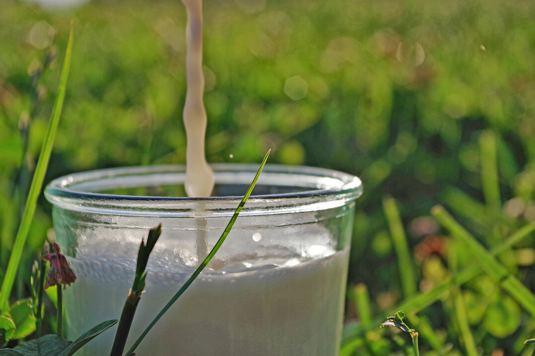 Zukunft Milch: Wie sieht die Milchproduktion von morgen aus? Fakten, Dialog und echte Einblicke gibt es auf der LBV-Fachtagung am 5. Februar.