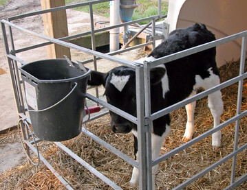 1 Wie lange ein Kalb am Tr�nkeautomat Milch beziehungsweise Milchaustauscher aufnimmt, h�ngt unter anderem von der Gr��e und dem Durchmesser der verwendeten Nuckel ab.