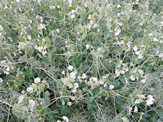 Der Durchschnittsertrag bei den Körnererbsen lag mit 45 dt/ha auf sehr hohem Niveau.