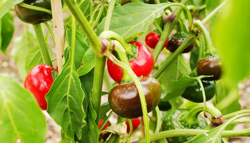 Teuflisch scharfe, kugelrunde Chilis bringt die Sorte ‘Rote Teufelchen’.