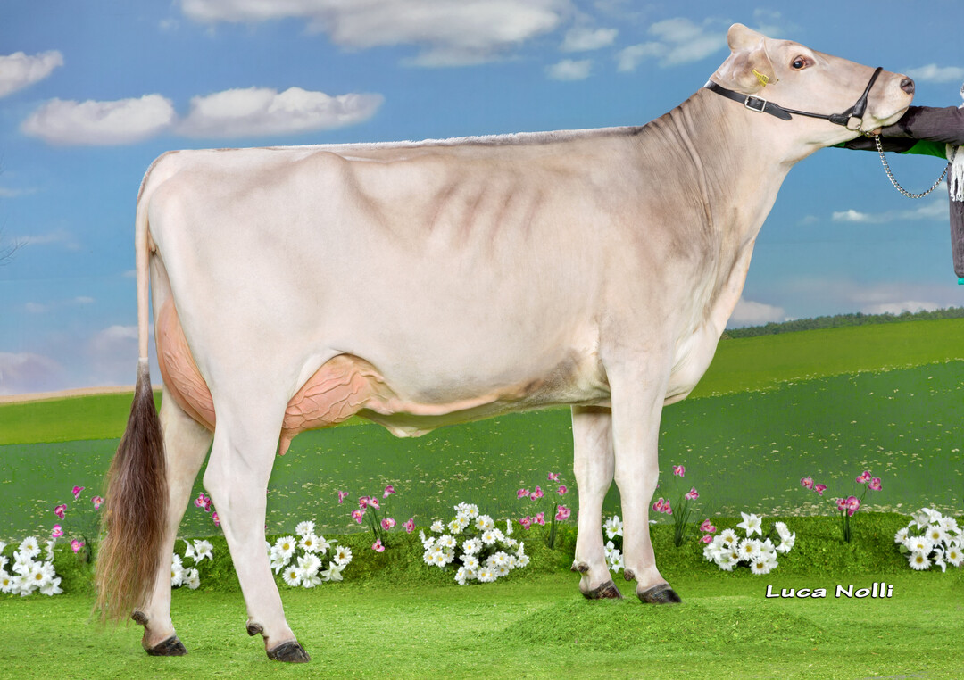 Vassli-Tochter Romanze von Norbert King in Isny