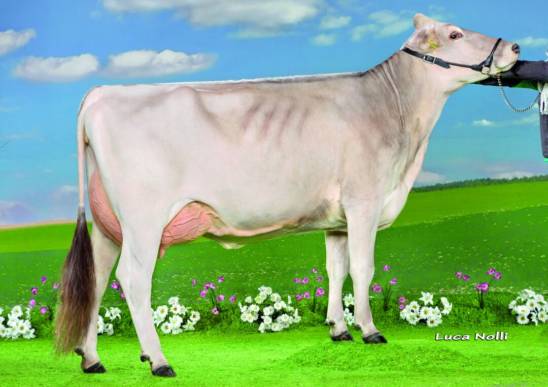 Die Vassli-Tochter Romanze von Norbert King aus sny vertrat die RBW auf der Jungz�chterschau in Buchloe.