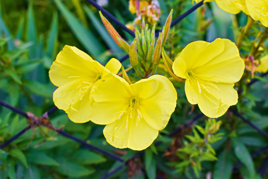 Die Gemeine Nachtkerze ist die Heilpflanze des Jahres 2026.