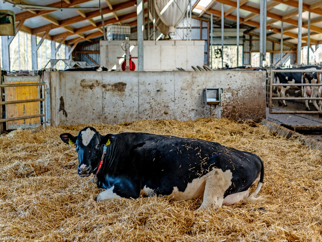 1 Neben der Ketose ist die Hypokalz�mie oft ein ernst zu nehmendes Problem. Vor allem bei K�hen mit mehr als zwei K�lbern, mit Vorerkrankungen oder einem gest�rten Geburtsverlauf lohnt es sich deshalb, gezielt vorzubeugen.
