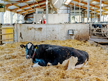 1 Neben der Ketose ist die Hypokalz�mie oft ein ernst zu nehmendes Problem. Vor allem bei K�hen mit mehr als zwei K�lbern, mit Vorerkrankungen oder einem gest�rten Geburtsverlauf lohnt es sich deshalb, gezielt vorzubeugen.