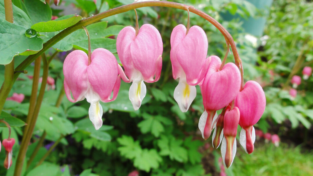 An den typischen Herzblüten von Dicentra spectabilis, dem Tränenden Herz, ist die kleine Träne unten am Sporn gut zu erkennen.