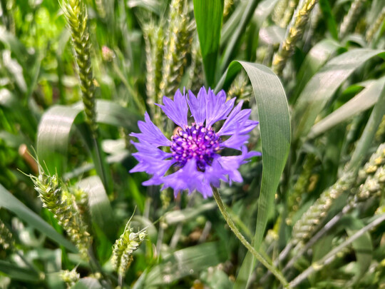 Kornblume im Getreide.