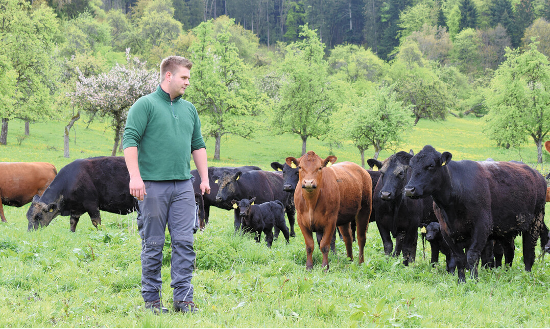Auf ihrer Weide f�hlen sich die Mutterk�he und K�lber von Landwirt Felician Sch�fer aus dem Zollernalbkreis sichtlich wohl. Bisher hat die Herde zum Gl�ck noch keine Erfahrungen mit dem Wolf gemacht.