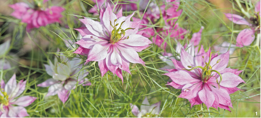 �Mulberry Rose ist eine attraktive, hochw�chsige Sorte.