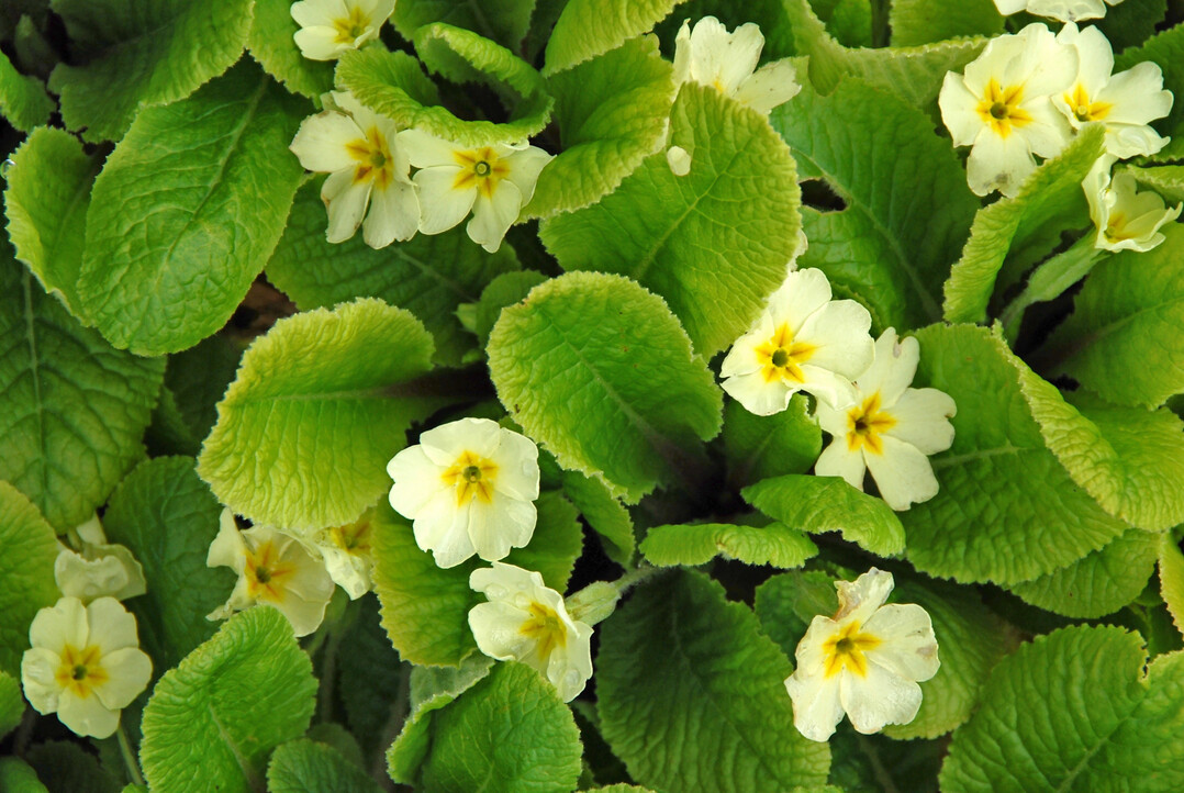 Die Kissen-Primel (P. vulgaris), die auch St�ngellose Schl�sselblume genannt wird, bl�ht hellgelb von M�rz bis April.