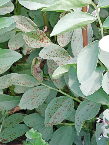 Der Durchschnittsertrag �ber alle Sorten und Standorte lag 2025 bei 22,6 dt/ha und damit deutlich unter dem Vorjahresergebnis von 32,4 dt/ha.