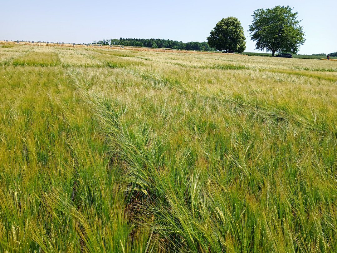 Der Infektionsdruck war 2025 für die Sommergerste gering. Die dominierende Krankheit war Ramularia, gefolgt von Rhynchosporium und Netzflecken.