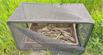 In Schlupfk�figen lassen sich Verpuppung und Falterschlupf leichter beobachten.