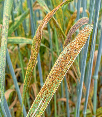 Auf warmen Standorten tritt Weizenbraunrost regelm��ig auf.