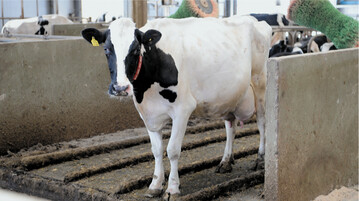 An der Universit�t Gie�en wurde untersucht, wie sich die Umgebungstemperaturen auf das Steh- und Liegeverhalten von Milchk�hen auswirken.