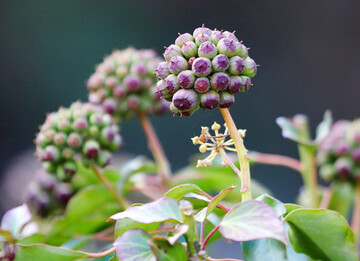 Bl�ten und Beeren des Efeus besitzen eine hohe Wertigkeit f�r die Insekten- und Vogelwelt.