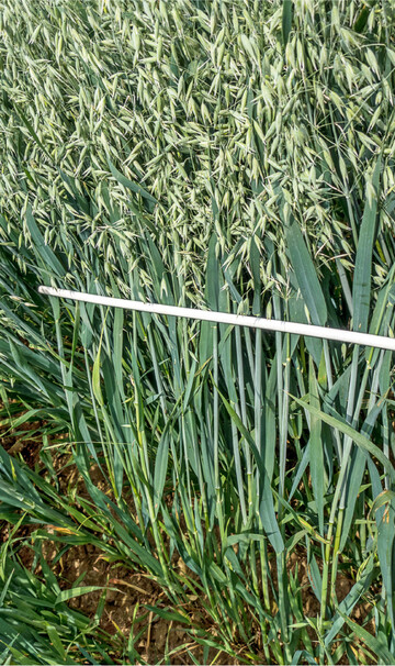 Unter Umständen kann der Einsatz eines Wachstumsreglers in Hafer sinnvoll sein.