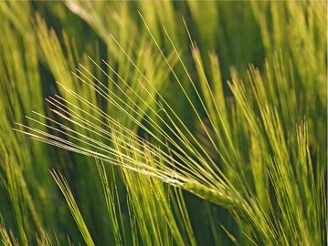 Spätestens zum Grannenspitzen sollte auf schon behandelten Flächen die Abschlussbehandlung mit einem Ramularia-wirksamen Mittel erfolgen.