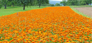 Calendula officinalis: Die Ringelblume ist eine von vielen Heil- und Gewürzpflanzen, die in Baden-Württemberg ökologisch angebaut werden.