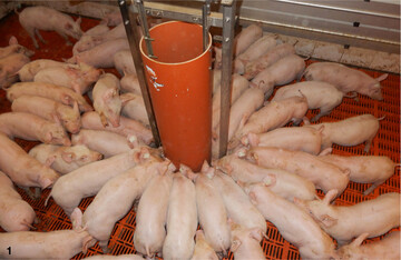 Damit sich Schweine in konventionellen Ställen wohlfühlen, sollte man ihnen die Möglichkeit zur Beschäftigung geben.