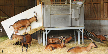 Viel Platz und einen optimalen Winkel haben die behornten Milchziegen beim Einstieg in den Kraftfutterautomat.
